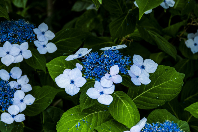 楚々として_d0370716_10364632.jpg