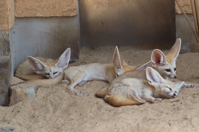 フェネック親子と帰ってきたアフリカタテガミヤマアラシ ペロ 井の頭自然文化園 August 19 続々 動物園ありマス フェネック親子と帰ってきたアフリカタテガミヤマアラシ ペロ 井の頭自然文化園 August 19 続々 動物園ありマス