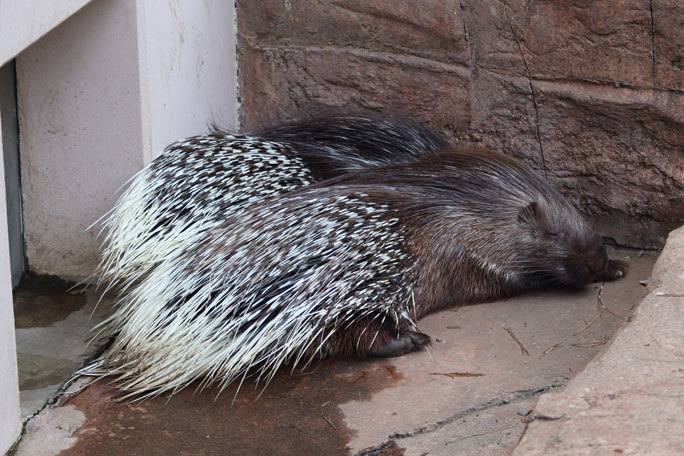 フェネック親子と帰ってきたアフリカタテガミヤマアラシ ペロ 井の頭自然文化園 August 19 続々 動物園ありマス フェネック親子と帰ってきたアフリカタテガミヤマアラシ ペロ 井の頭自然文化園 August 19 続々 動物園ありマス