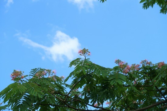 合歓の木の花 シャインにも鳥の巣_d0336530_20213302.jpg