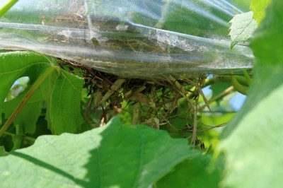 合歓の木の花 シャインにも鳥の巣_d0336530_20213359.jpg