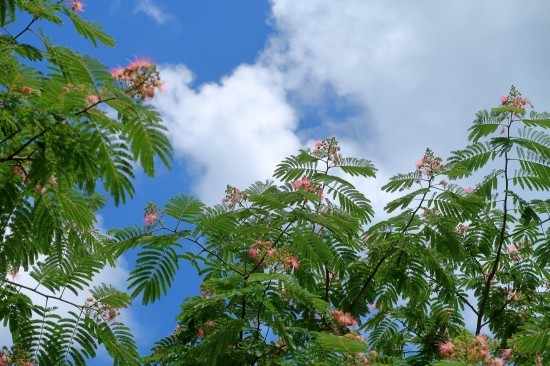 合歓の木の花 シャインにも鳥の巣_d0336530_20213366.jpg