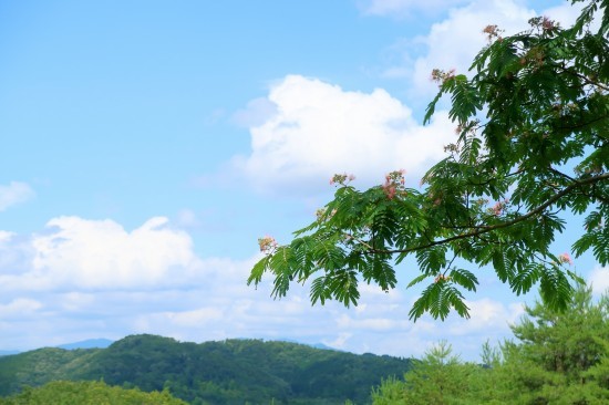 合歓の木の花 シャインにも鳥の巣_d0336530_20213394.jpg