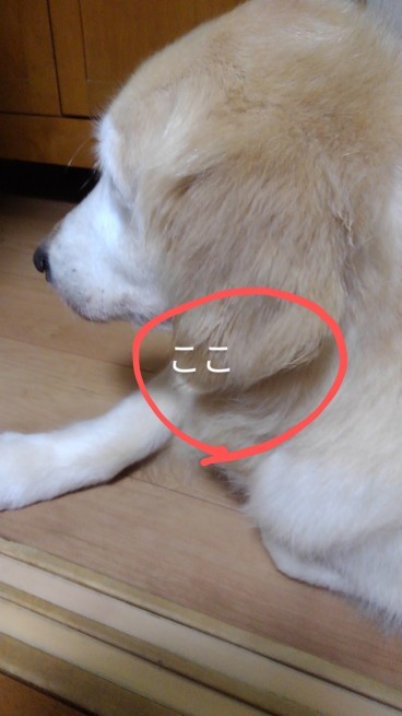 耳血腫_c0236632_14273821.jpg