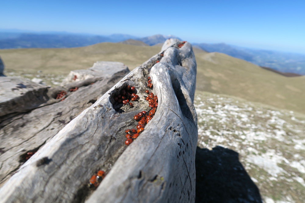 眺めよし攻撃びっくり魔女の山 Monte della Strega_f0234936_2223849.jpg
