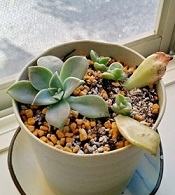 気持ちの良い日だったので、植え替え作業_c0036138_16504157.jpg