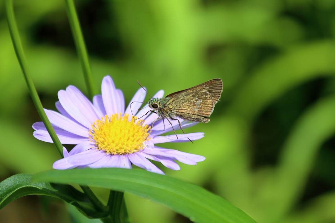 花と蝶 6/28_e0403850_19521733.jpg