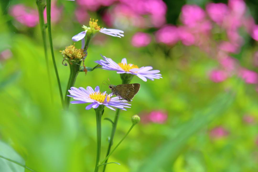 花と蝶 6/28_e0403850_19522551.jpg