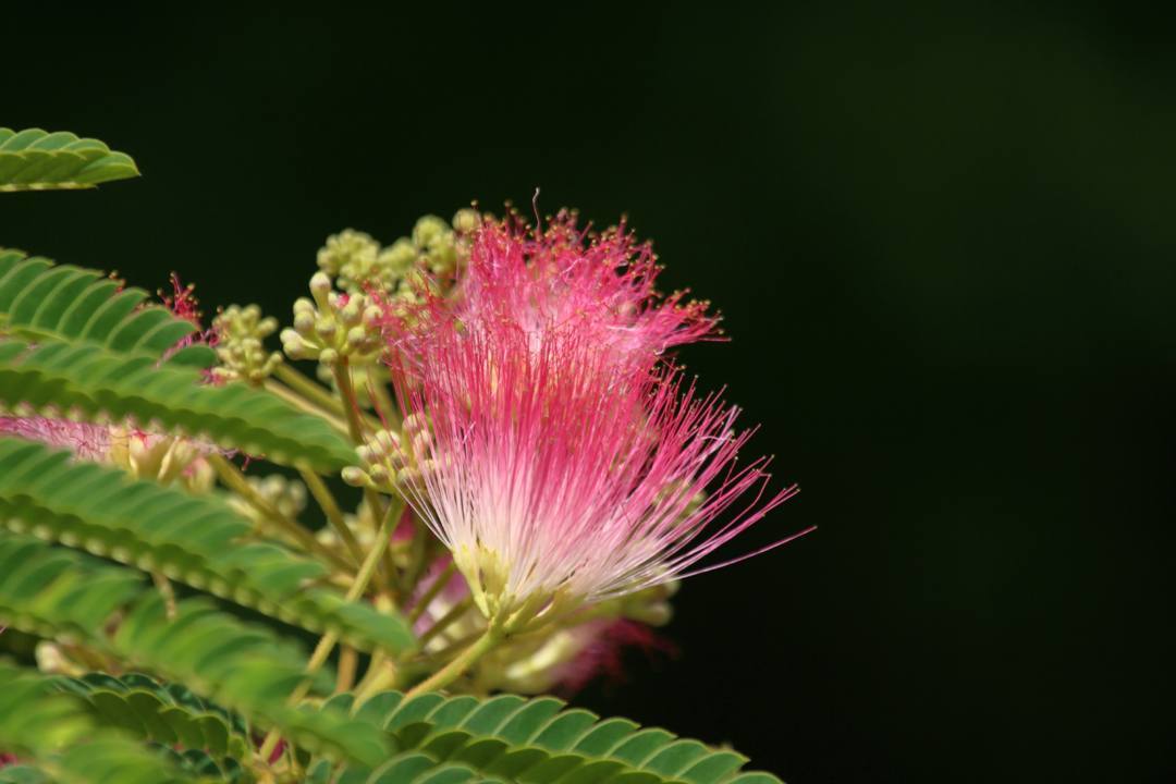 花と蝶 6/28_e0403850_19524456.jpg