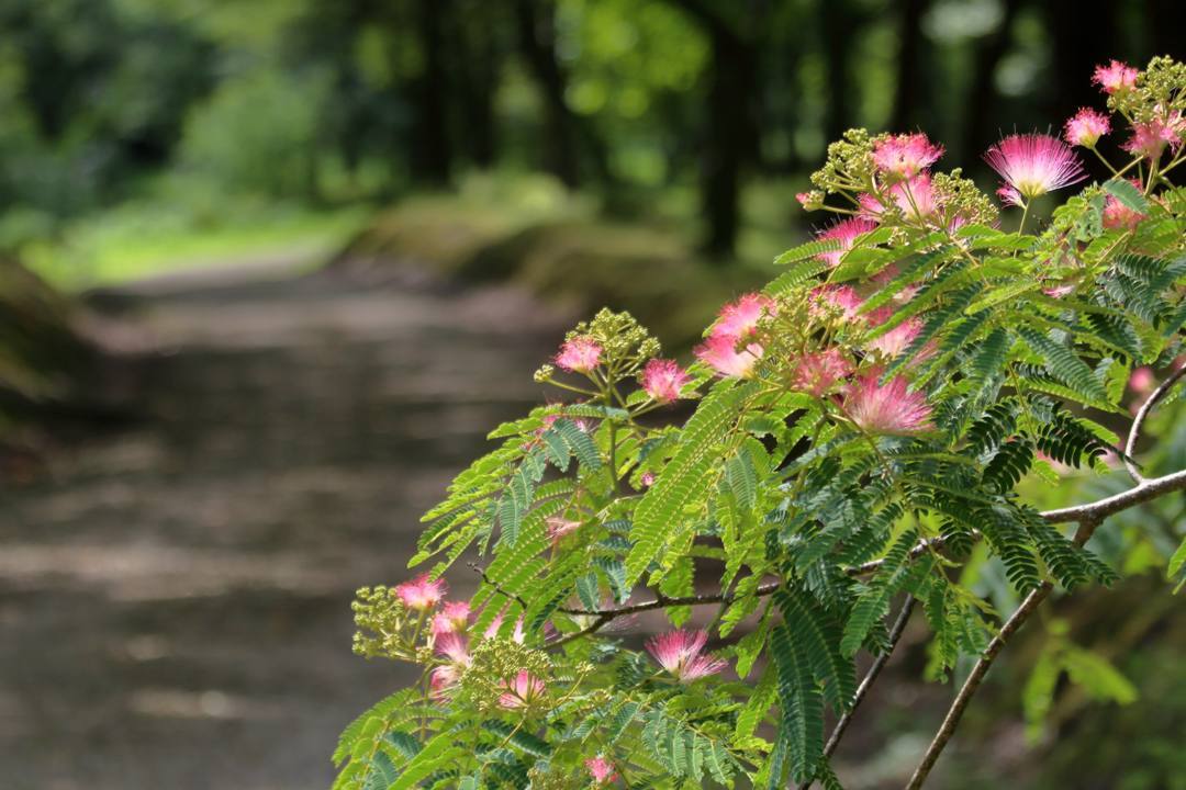 花と蝶 6/28_e0403850_19524802.jpg