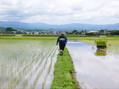 砂田のこだわりれんげ米 田植えの様子(2020) 後編:今年も兄弟二人での田植えです!_a0254656_17575563.jpg