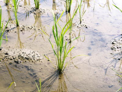 砂田のこだわりれんげ米 田植えの様子(2020) 後編:今年も兄弟二人での田植えです!_a0254656_18145317.jpg