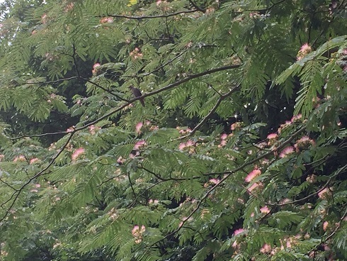 これが一晩中鳴き続ける鳥か?_e0175370_13412668.jpg
