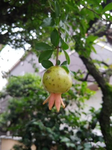 ザクロ_c0162773_21084966.jpg