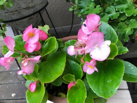 どこかに美しい人と人との力はないか!茨木のり子。_a0053480_05110685.jpg