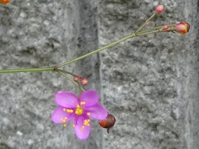 ハゼランは名前が蘭でも雑草、ネジバナは雑草でも蘭_d0088184_22472278.jpg