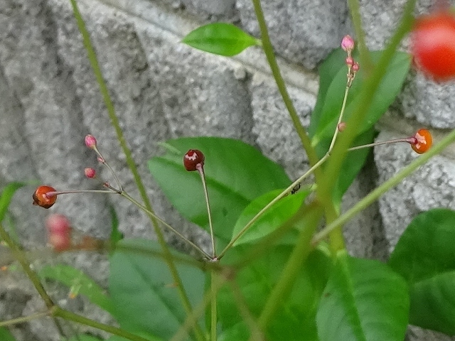 ハゼランは名前が蘭でも雑草、ネジバナは雑草でも蘭_d0088184_22480317.jpg