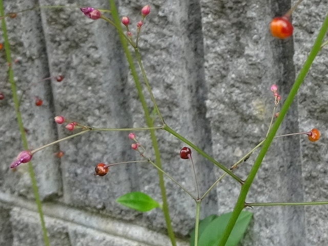 ハゼランは名前が蘭でも雑草、ネジバナは雑草でも蘭_d0088184_22481284.jpg