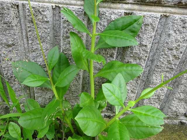 ハゼランは名前が蘭でも雑草 ネジバナは雑草でも蘭 花と葉っぱ