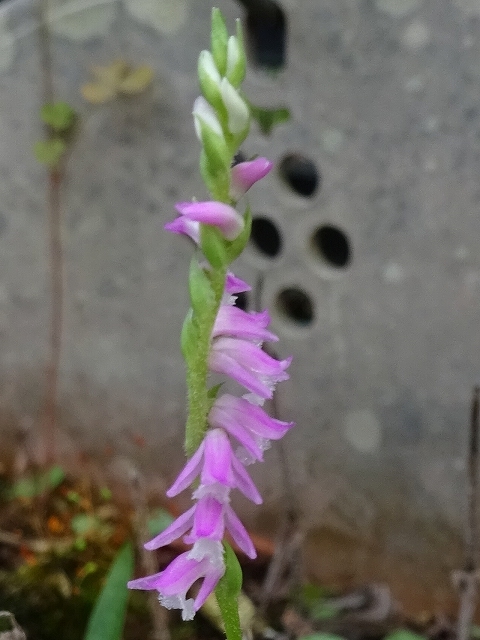 ハゼランは名前が蘭でも雑草、ネジバナは雑草でも蘭_d0088184_22495127.jpg