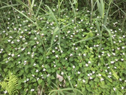 半夏生 好きな花 トウキ_d0178386_20594569.jpg
