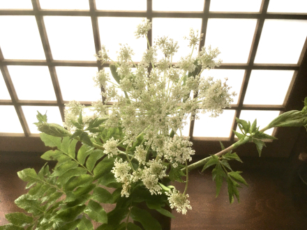 半夏生 好きな花 トウキ_d0178386_21113148.jpg