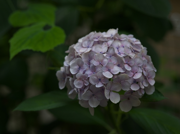 久しぶりに、PENTAX 645Dで・・・_e0391491_17083630.jpg