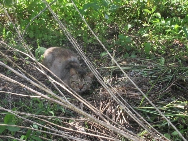 外ねこちゃんに、いい話_a0203003_17163390.jpg