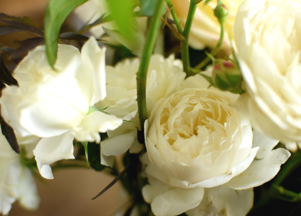 今年も薔薇を_d0380314_16515153.jpg
