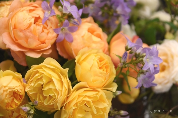 今年も薔薇を_d0380314_16522055.jpg