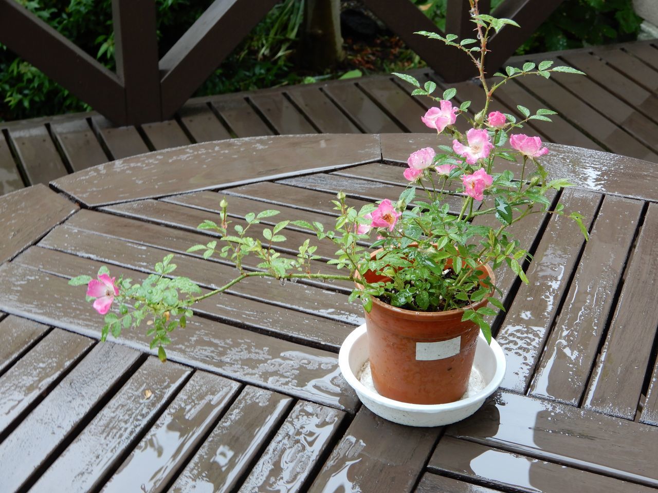 一日中雨_c0025115_22073194.jpg