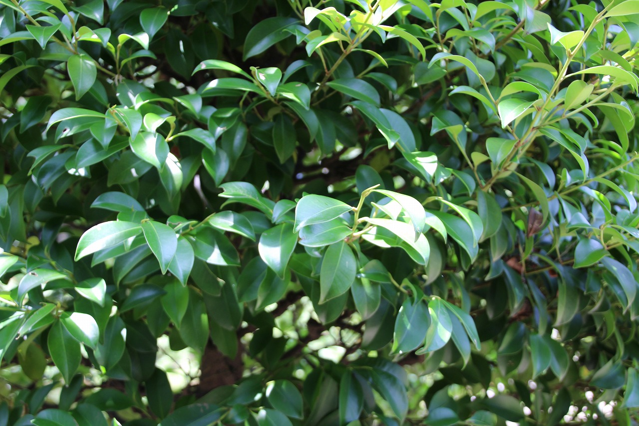 万葉集その七百九十五 榊は神の木 万葉集遊楽