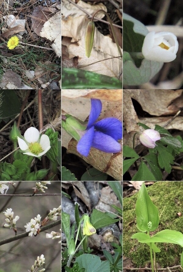 Hepaticaと春の野花一覧 Nyからこんにちは Hepaticaと春の野花一覧 Nyからこんにちは