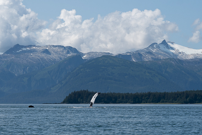 ザトウクジラ_b0135948_04472965.jpg