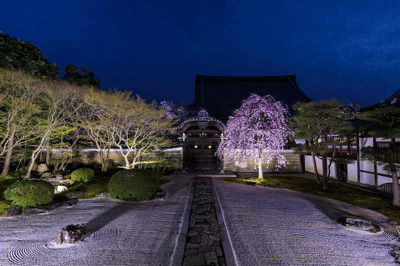 2020桜咲く京都 妙顕寺ライトアップ_f0155048_0205329.jpg