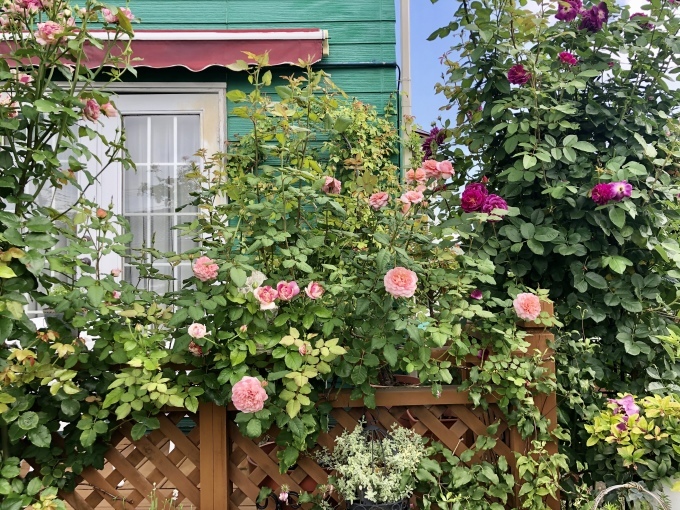 ERシャーロットオースチン♡と、毒キノコが生えてきました(T . T)_a0396654_23375634.jpeg