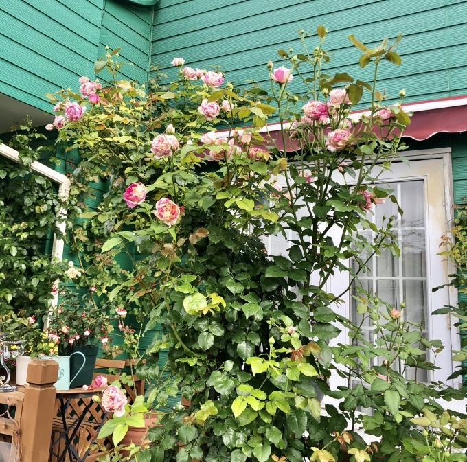 ERシャーロットオースチン♡と、毒キノコが生えてきました(T . T)_a0396654_23394532.jpeg