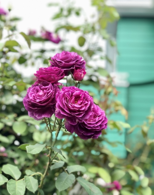 ERシャーロットオースチン♡と、毒キノコが生えてきました(T . T)_a0396654_23405724.jpeg