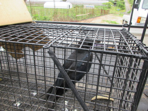 カラスの恩返し ってあるかなぁ 丹後半島 のんびり気まま暮らし カラスの恩返し ってあるかなぁ 丹後半島 のんびり気まま暮らし