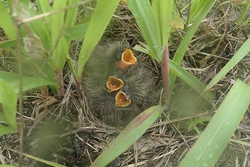 ★西なぎさの鳥類調査をしました!_e0046474_17563467.jpg