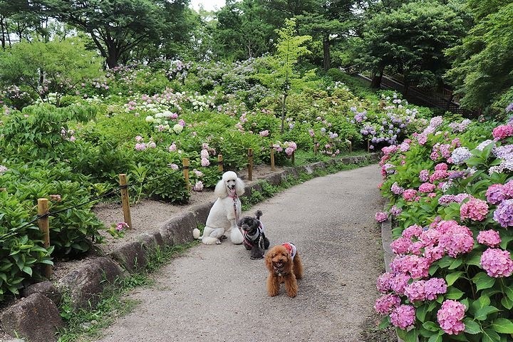 頑張ったあるラヴィ♪_b0111376_15284696.jpg