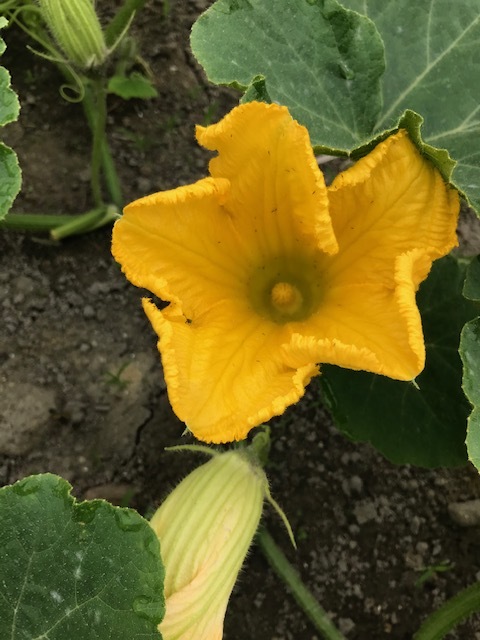 胡麻の花_f0204295_21462810.jpg