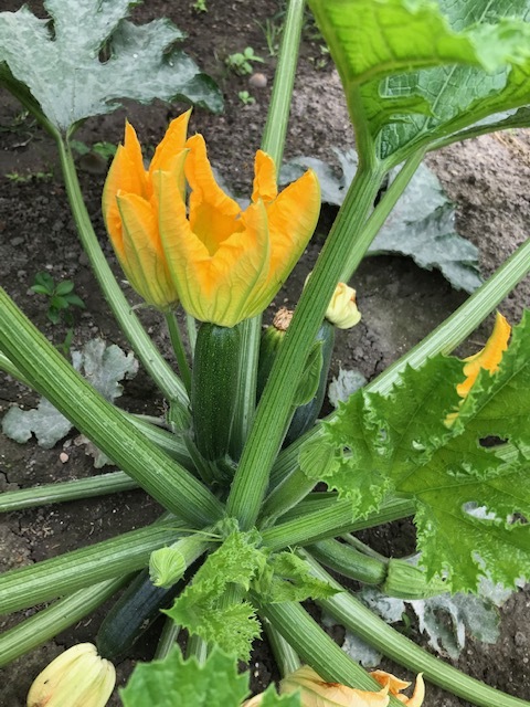 胡麻の花_f0204295_21470042.jpg
