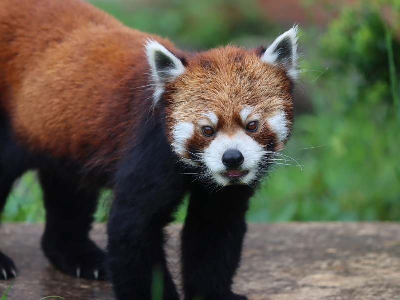 梅雨の東武動物公園 レサパン日和