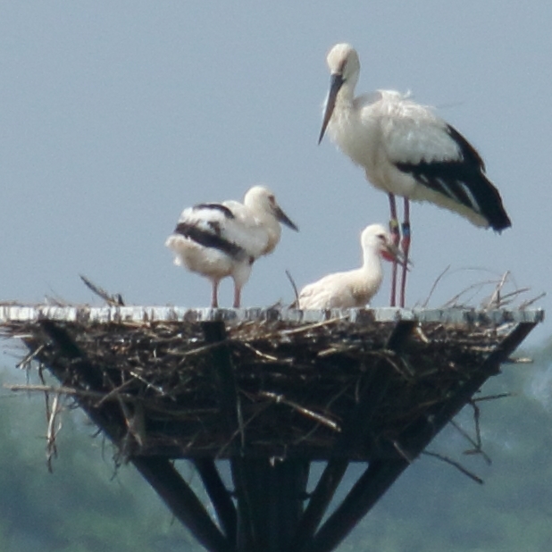 ４年ぶりに再会したコウノトリのひかる君 渡良瀬遊水地 旅プラスの日記