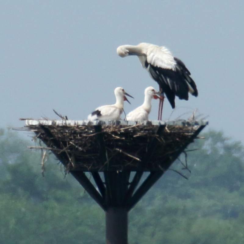 ４年ぶりに再会したコウノトリのひかる君 渡良瀬遊水地 旅プラスの日記