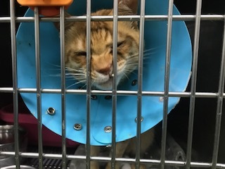 【犬猫・移動先募集】センター(支所)収容(6/26訪問)_f0242002_20411461.jpg