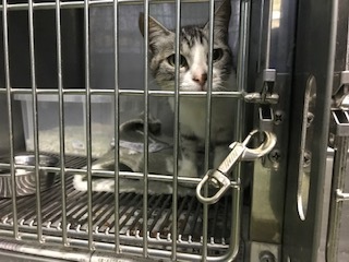 【犬猫・移動先募集】センター(支所)収容(6/26訪問)_f0242002_20453404.jpg