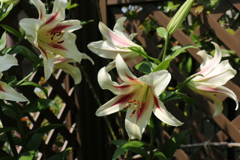 初夏のお花が次々と~_a0123003_22134958.jpg