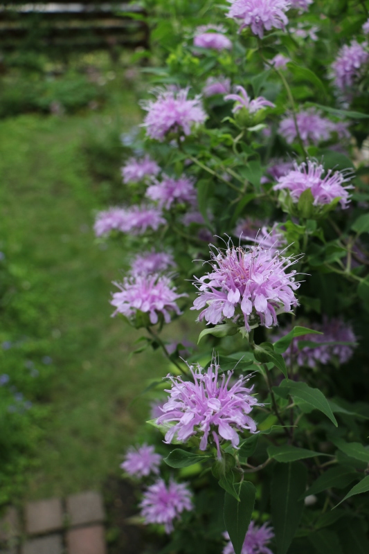 初夏のお花が次々と~_a0123003_22291967.jpg